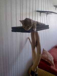 Cid auf Kratzbaum von vorn.jpg