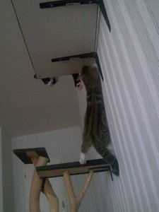 Teddy und Cid in Action.jpg