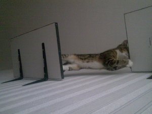 Teddy und Cid in Action 3.jpg