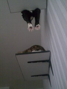 Teddy und Cid in Action 4.jpg