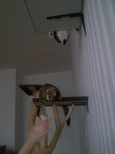 Teddy und Cid in Action 5.jpg