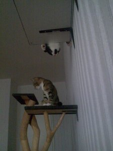 Teddy und Cid in Action 6.jpg