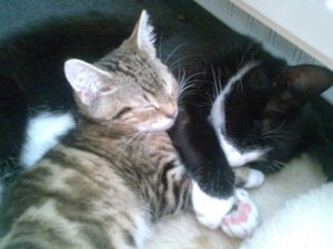 Teddy und Cid kuscheln.jpg