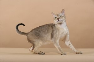 METZ FOTO Sing[1].jpg