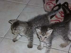 2 Kitten.jpg