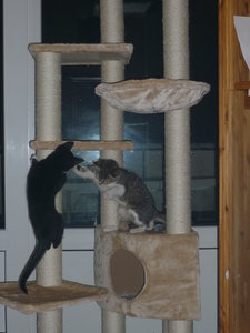 Snorri und Pepper's Umzug 037.jpg