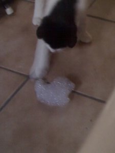 Mütze der Schaumschläger 006.JPG