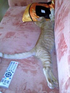 Kopie von 1-af57bee9607e5cace094a153d4af2fc6.jpg