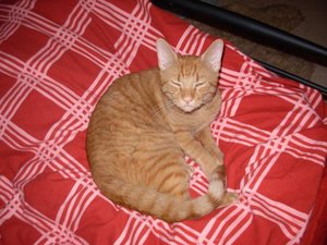 Kopie von 1-5ecf750baf1351a4e9ffdd9c8759a6d9.jpg