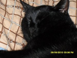 jungs 003 [800x600].jpg