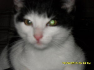 mütze vs tommy 006.jpg