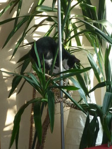 Wotan in der Yukkapalme 004.jpg