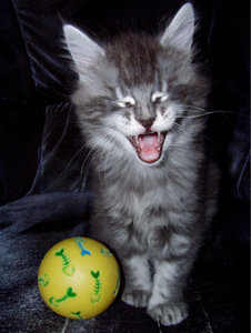 20.02.09 7 wochen alt 019.jpg