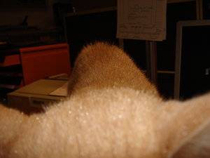 gismo nach regen 001.jpg