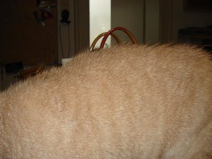 gismo nach regen 002.jpg