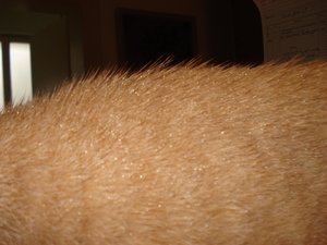 gismo nach regen 003.jpg