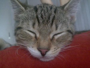 Cid schläft Nahaufnahme.jpg