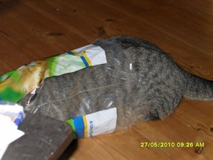 teufelchen 013   [800x600].jpg