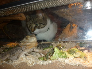 Josie zu Besuch bei Bartis 005.jpg