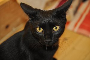 Kopie von _DSC0252.JPG