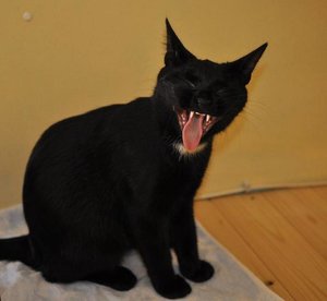 Kopie von _DSC0265.JPG