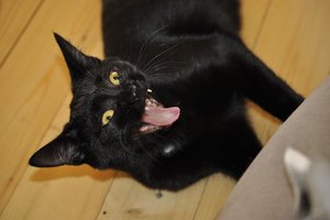 Kopie von _DSC0291.JPG