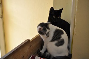 Kopie von Rodrigo & Cleo.JPG