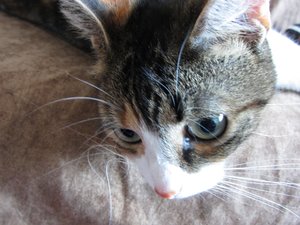 schau in meine Augen kleines.jpg