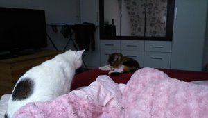 du liegst auf MEINEM Bett.jpg