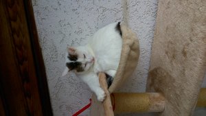 es ist ja nicht so als hätte sie eine xxl matte.jpg