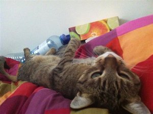 IMG_0172 (Medium).JPG