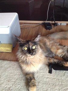 IMG_0824 (Medium).JPG