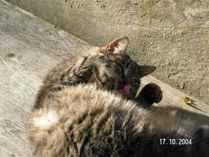 PICT0571 (Medium).JPG PICT0571 (Medium).JPG