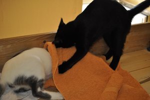 Kopie von _DSC0300.JPG