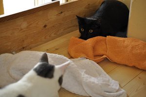 Kopie von _DSC0313.JPG