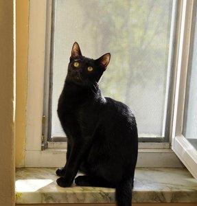 Kopie von Cleo, 24.10.13.JPG