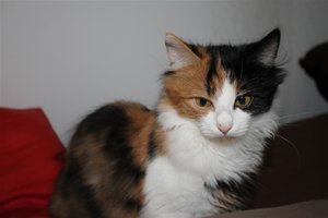 IMG_3034 (Large).JPG