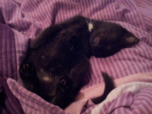 Ivy schlafen (1).jpg