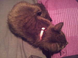 Ivy schlafen (2).jpg