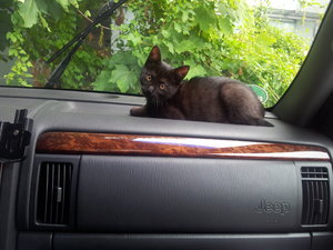 Ivy und das Auto (2).jpg