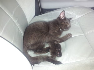 Ivy und das Auto (1).jpg