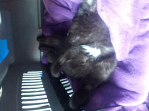 die Transportbox ist soo gemütlich (1).jpg