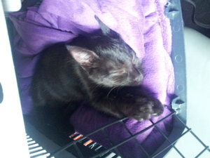 die Transportbox ist soo gemütlich (2).jpg