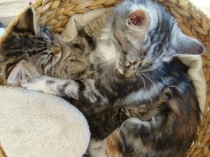 Pinky und Jacob 30.10.13 036.JPG