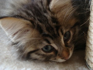 Pinky+Jacob 10.10.13 007.JPG