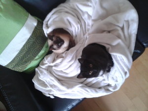 Schlafplatz teilen (4).jpg