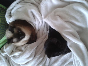 Schlafplatz teilen (3).jpg