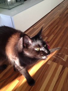 ImageUploadedByTapatalk1383420087.693204.jpg ImageUploadedByTapatalk1383420087.693204.jpg