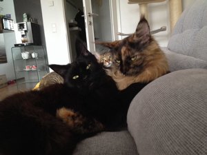 ImageUploadedByTapatalk1383420923.449366.jpg ImageUploadedByTapatalk1383420923.449366.jpg