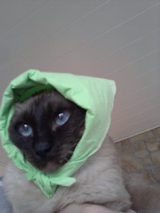 Hausfrau.jpg Hausfrau.jpg